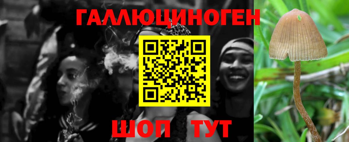 Галлюциногенные грибы Psilocybe Михайловск